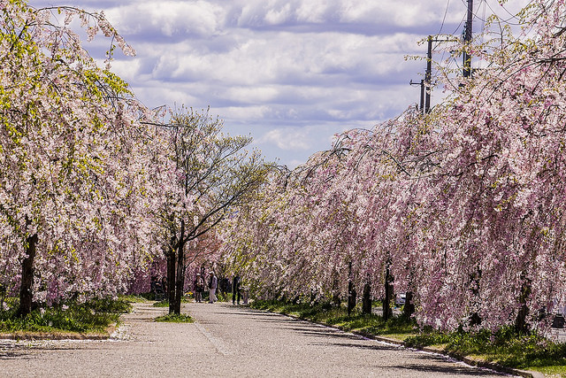 東北十大賞櫻景點：喜多方枝垂櫻花瀑布隧道_img_2